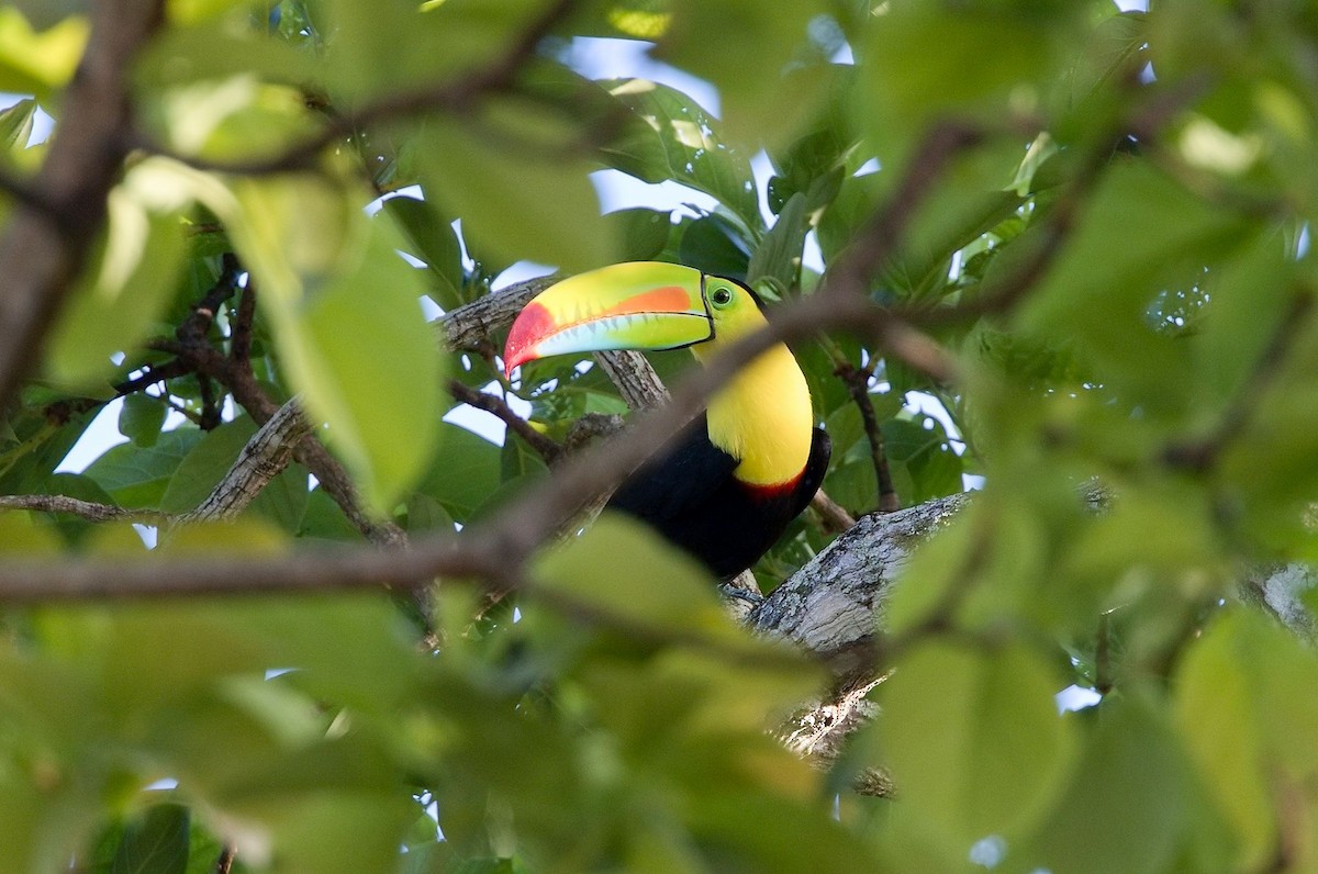 Keel-billed Toucan - ML646286273