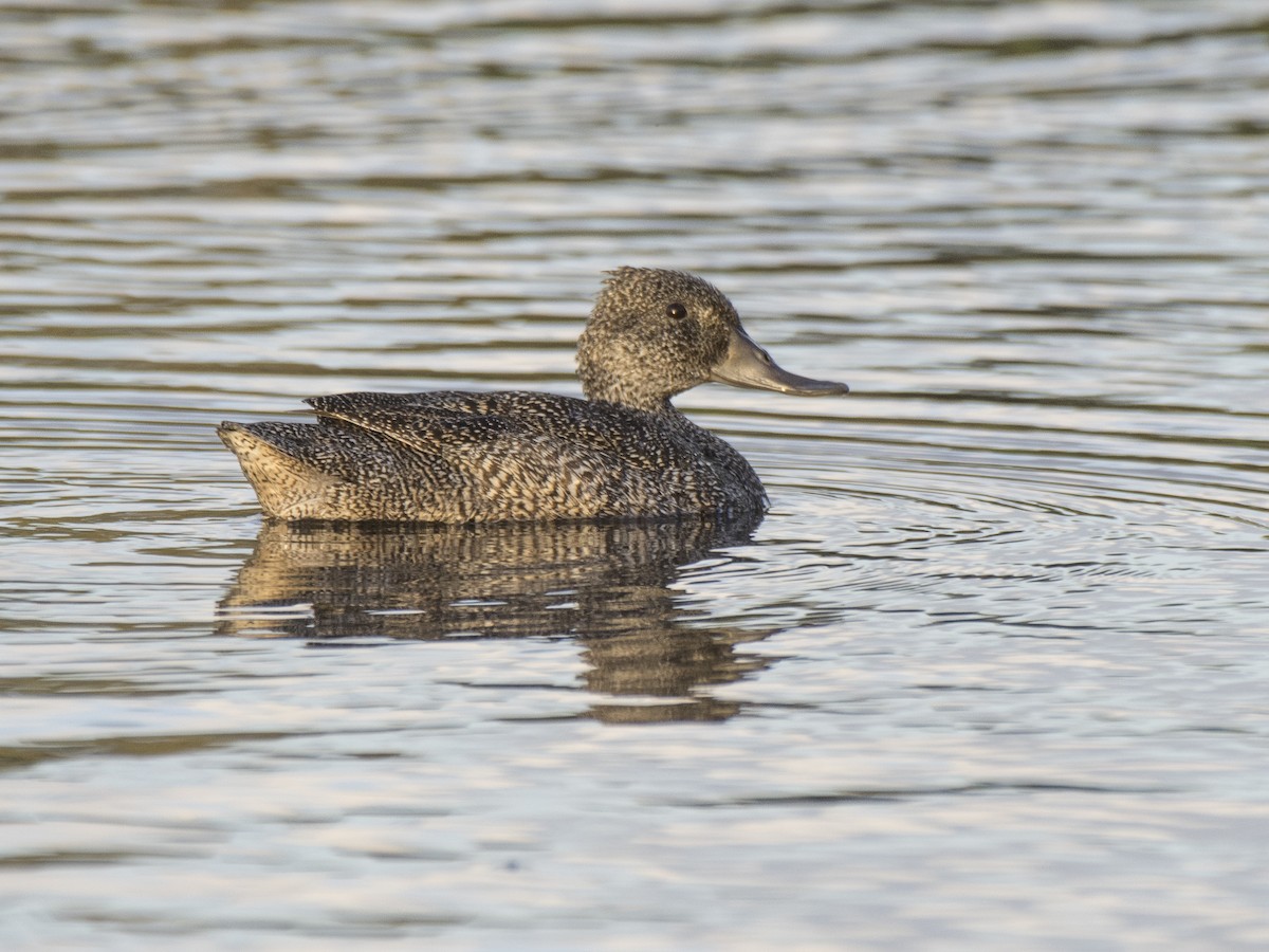 Пато - ML646286274