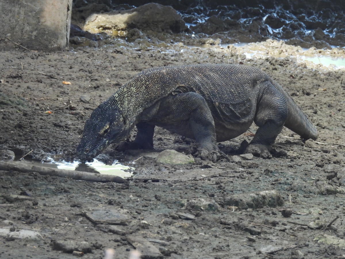 Komodo Dragon - ML646286275