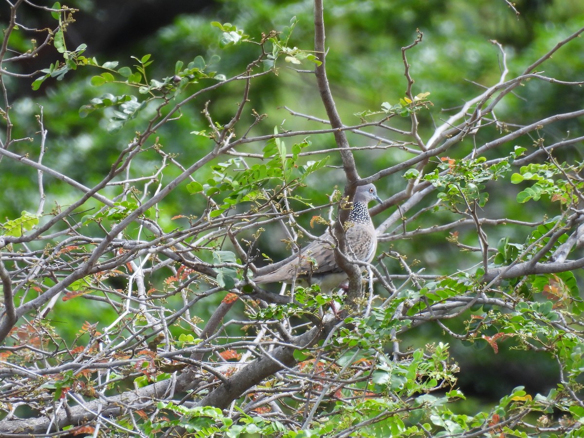 Spotted Dove (Eastern) - ML646286276