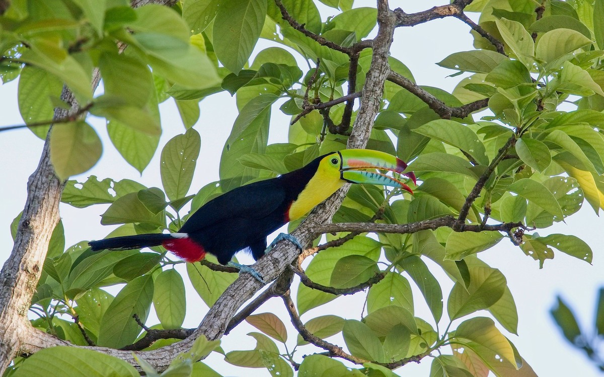 Keel-billed Toucan - ML646286278