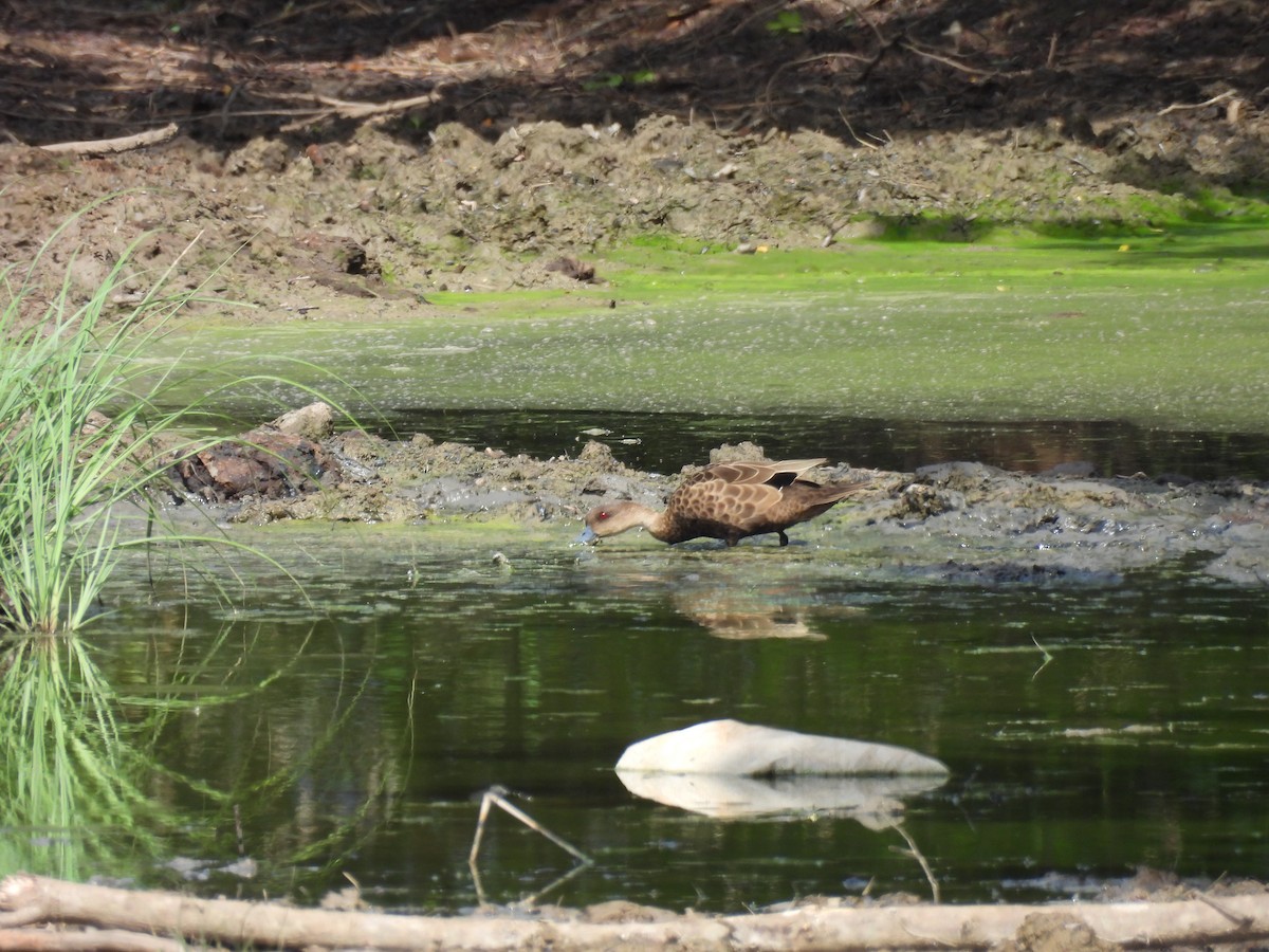 Sunda Teal - ML646286279