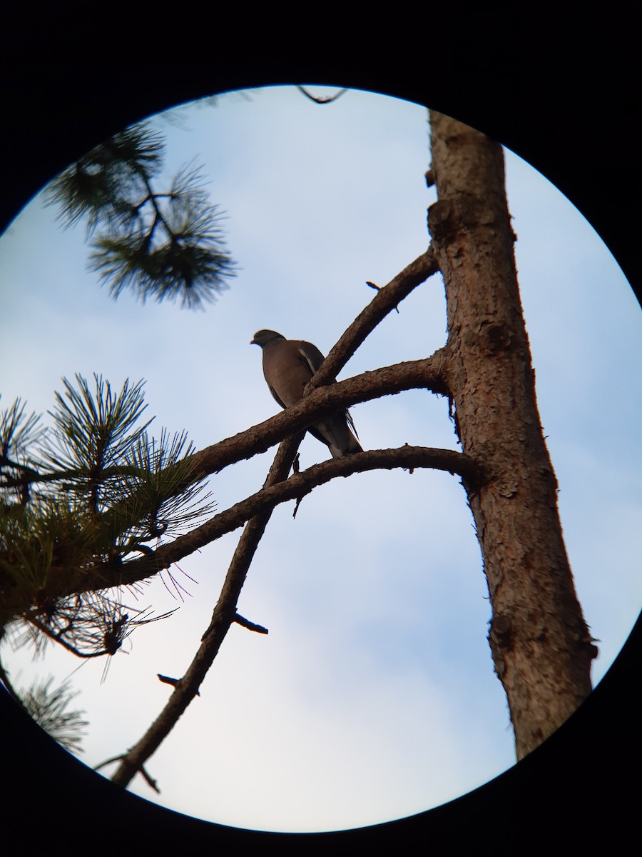 Common Wood-Pigeon - ML646286280