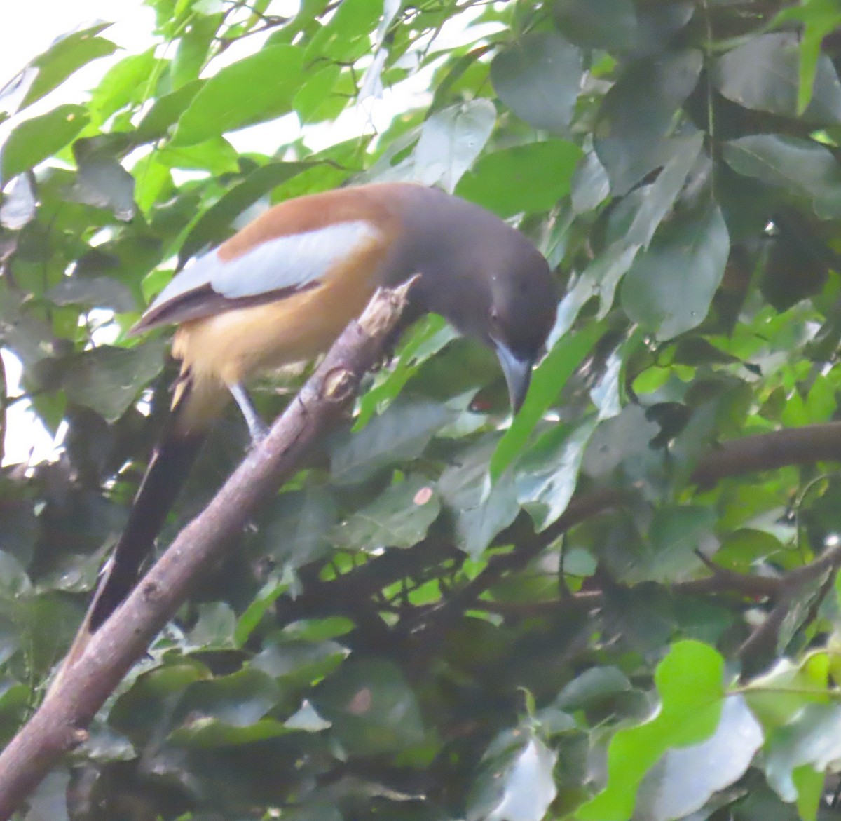 Rufous Treepie - ML646286282