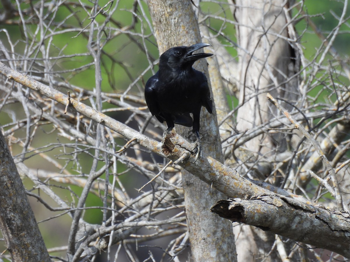 Large-billed Crow (Large-billed) - ML646286285