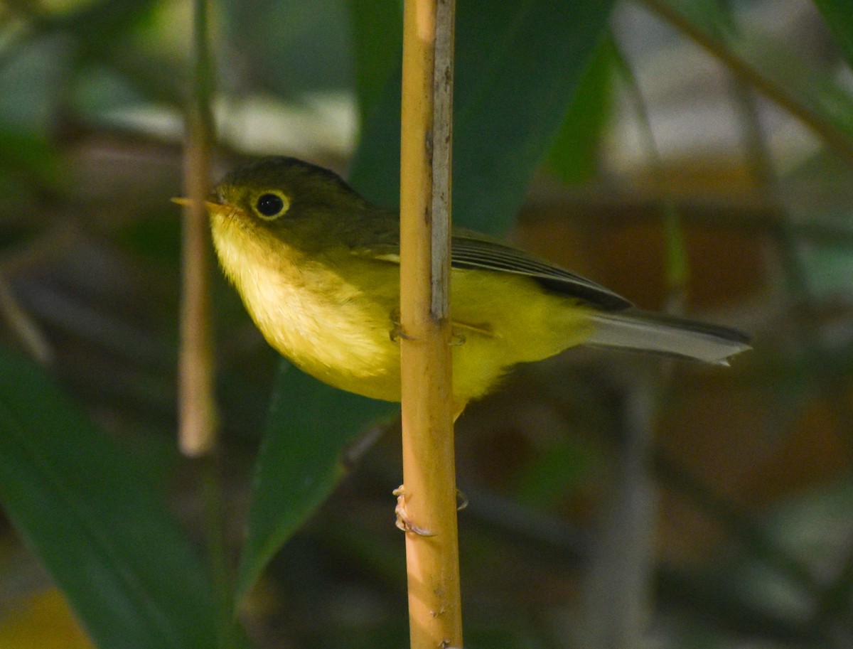 Whistler's Warbler - ML646286286