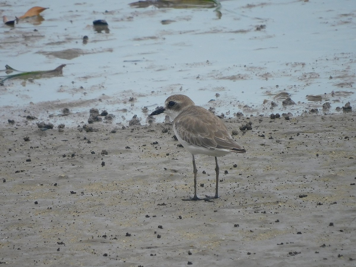 Greater Sand-Plover - ML646286289