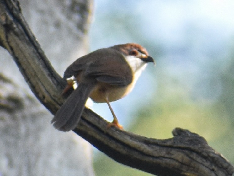 Yellow-eyed Babbler - ML646286290