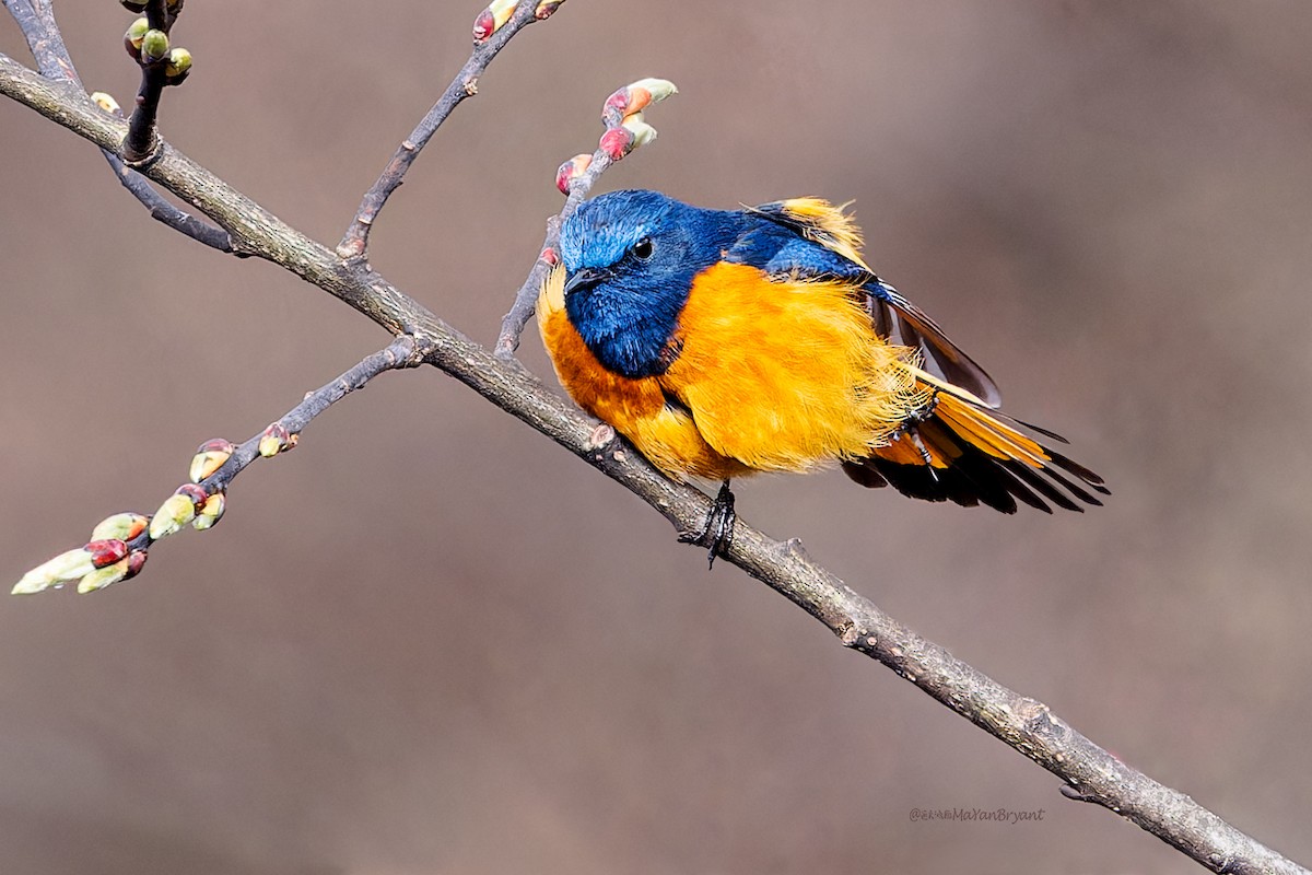 Blue-fronted Redstart - ML646286296