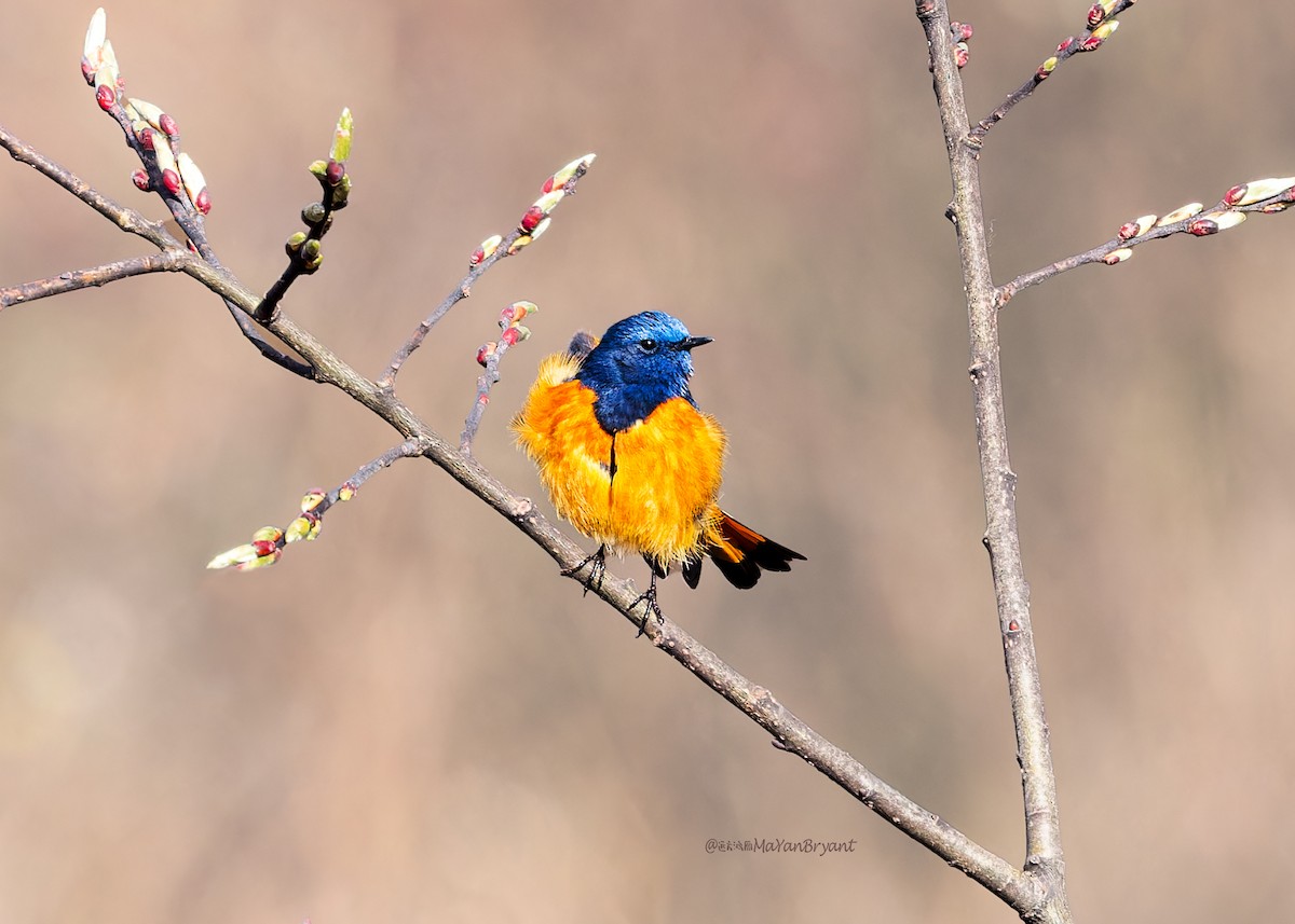 Blue-fronted Redstart - ML646286297