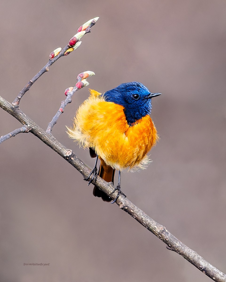 Blue-fronted Redstart - ML646286298