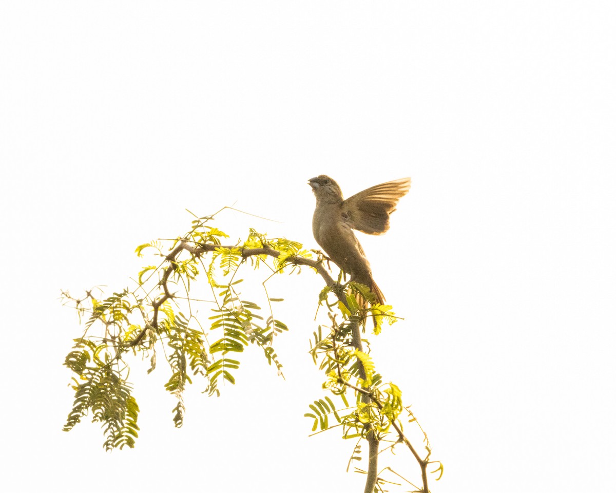 Indian Silverbill - ML646286299