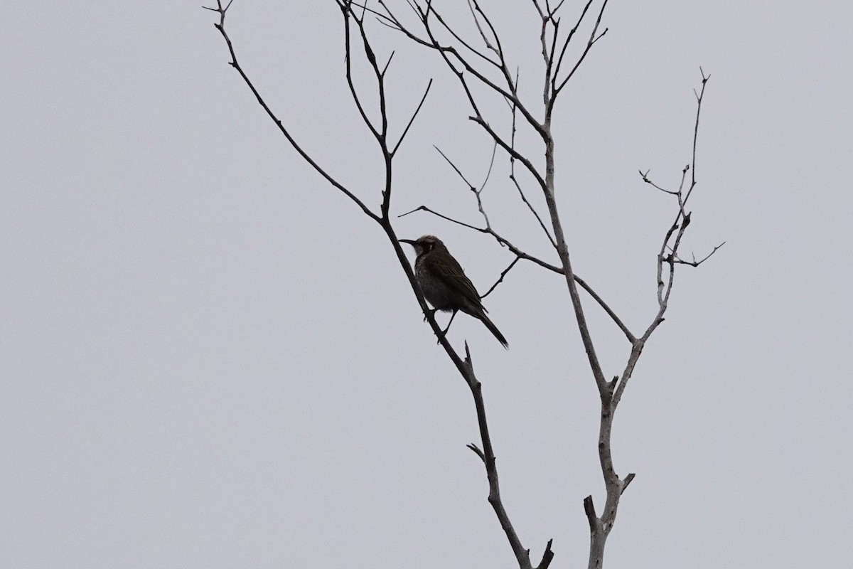 Tawny-crowned Honeyeater - ML646286300