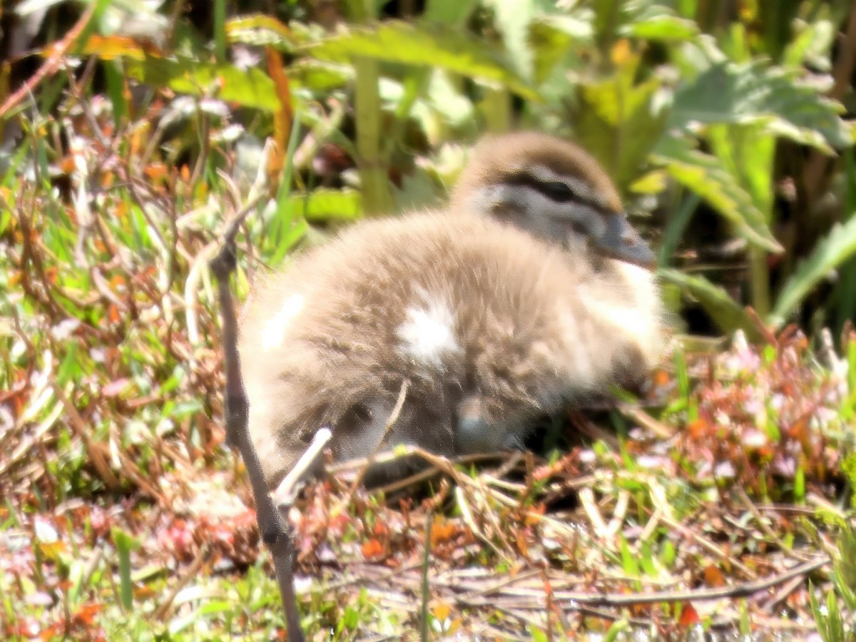 Maned Duck - ML646286301