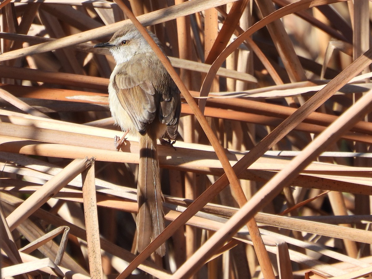 Black-chested Prinia - ML646286302