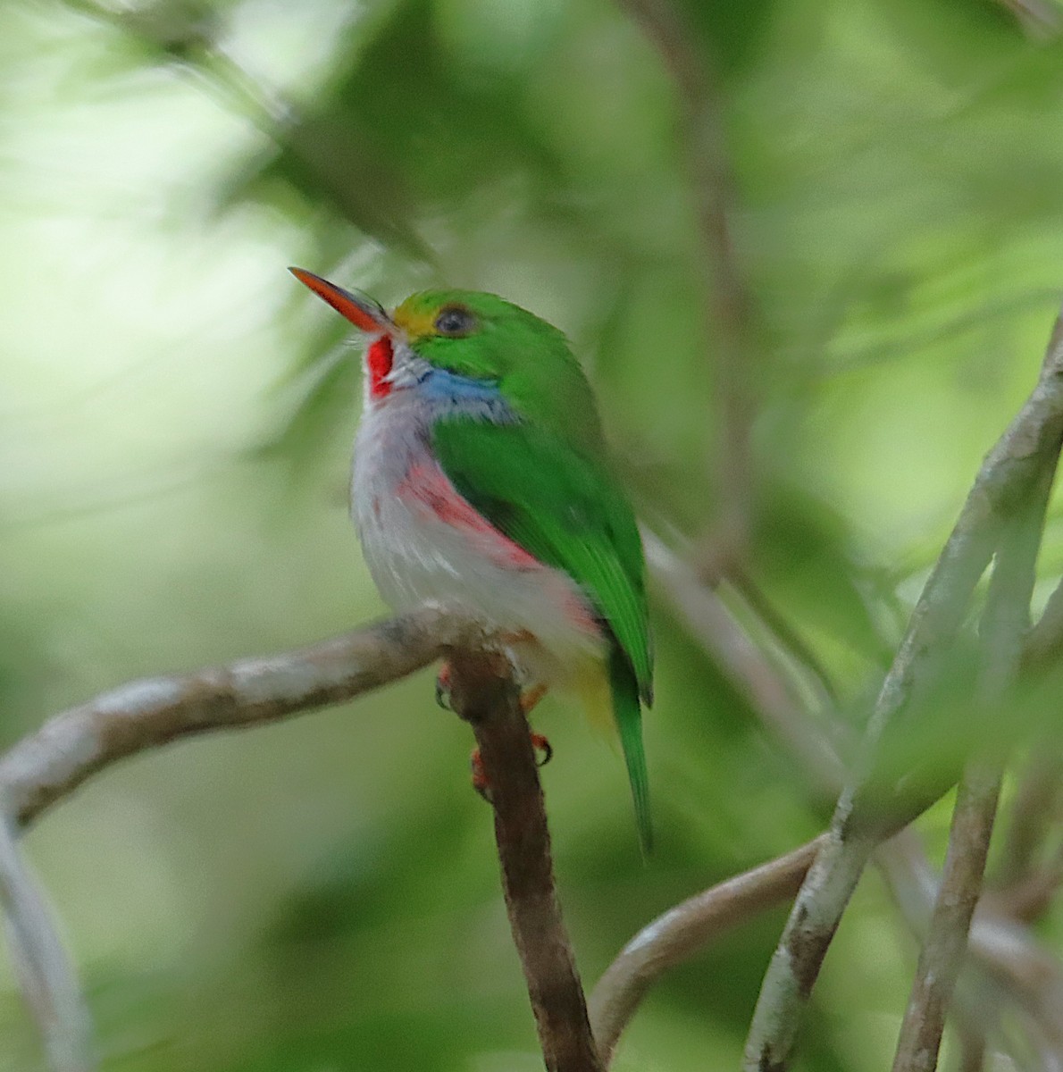 Cuban Tody - ML646286303
