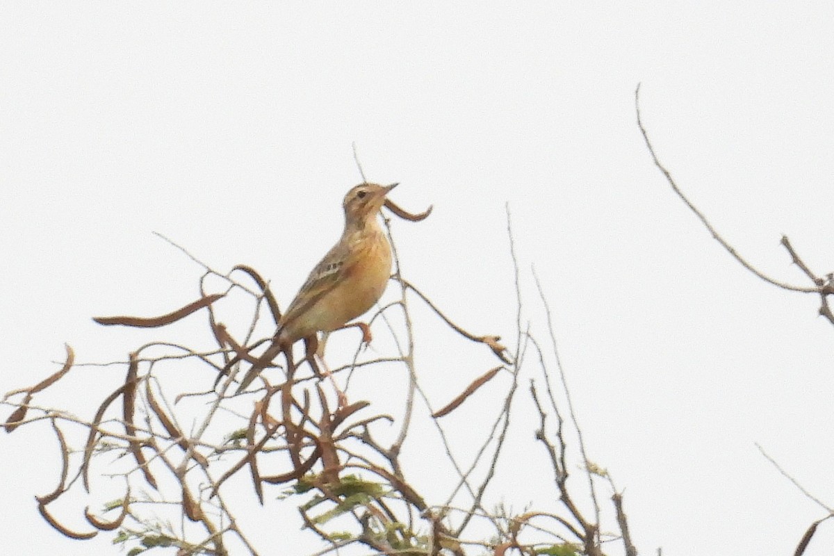 Щеврик забайкальський - ML646286306