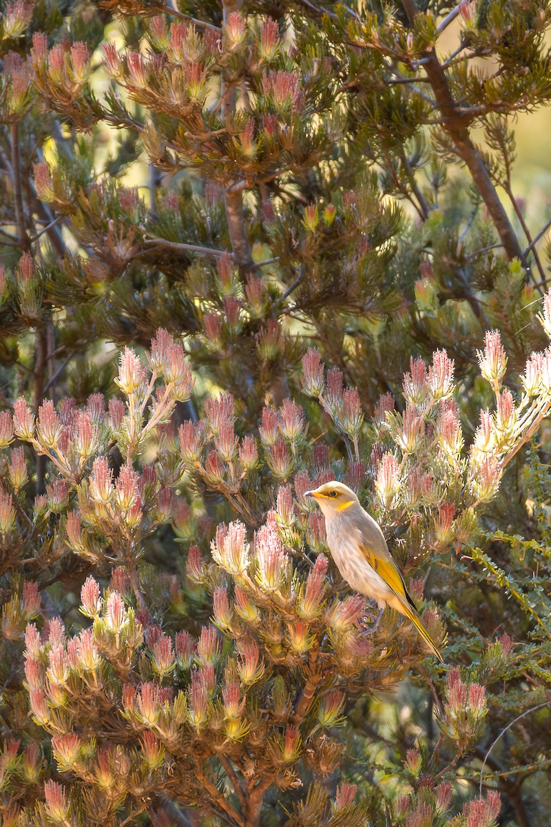 Медник смугастоволий - ML646286307