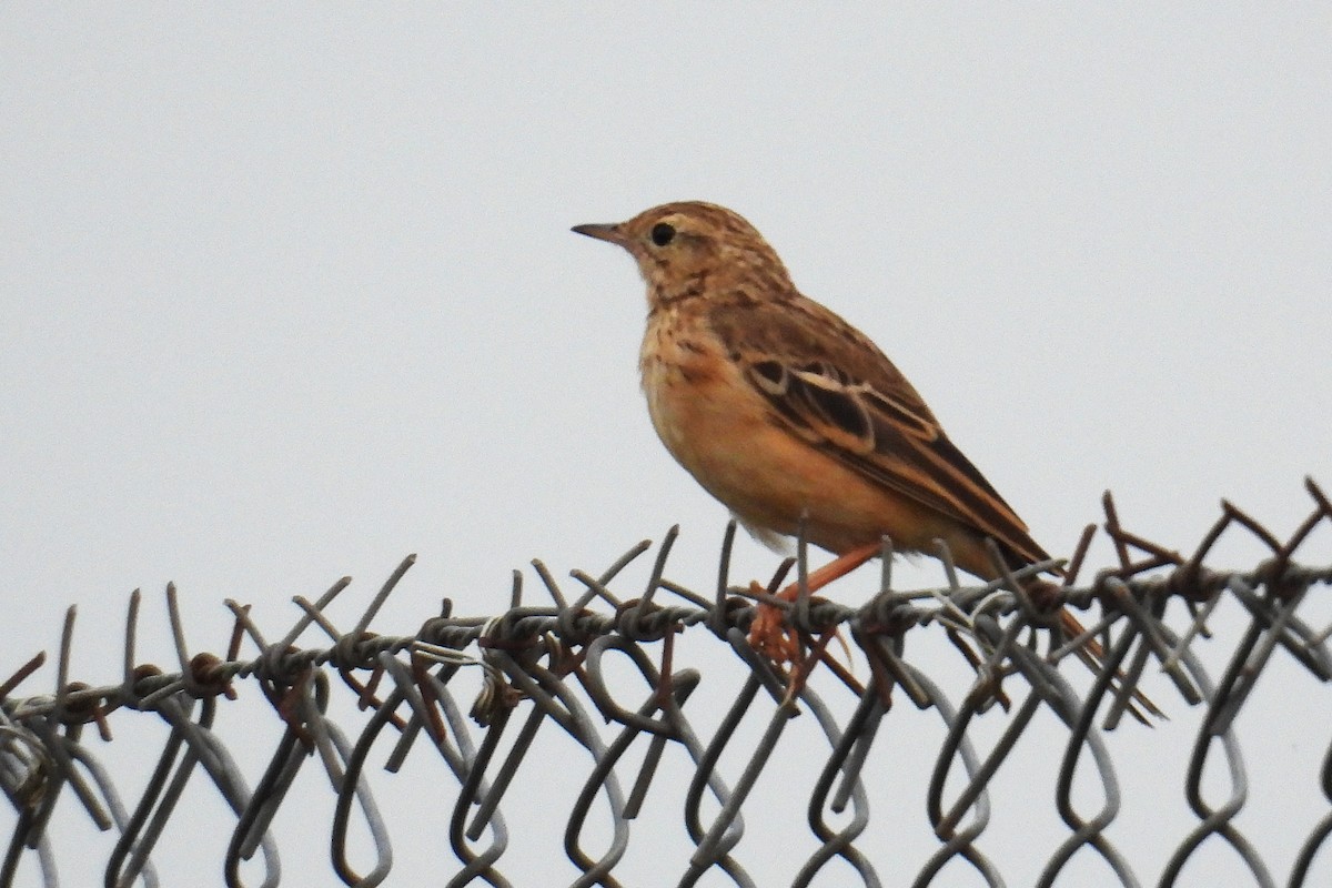 Щеврик забайкальський - ML646286308