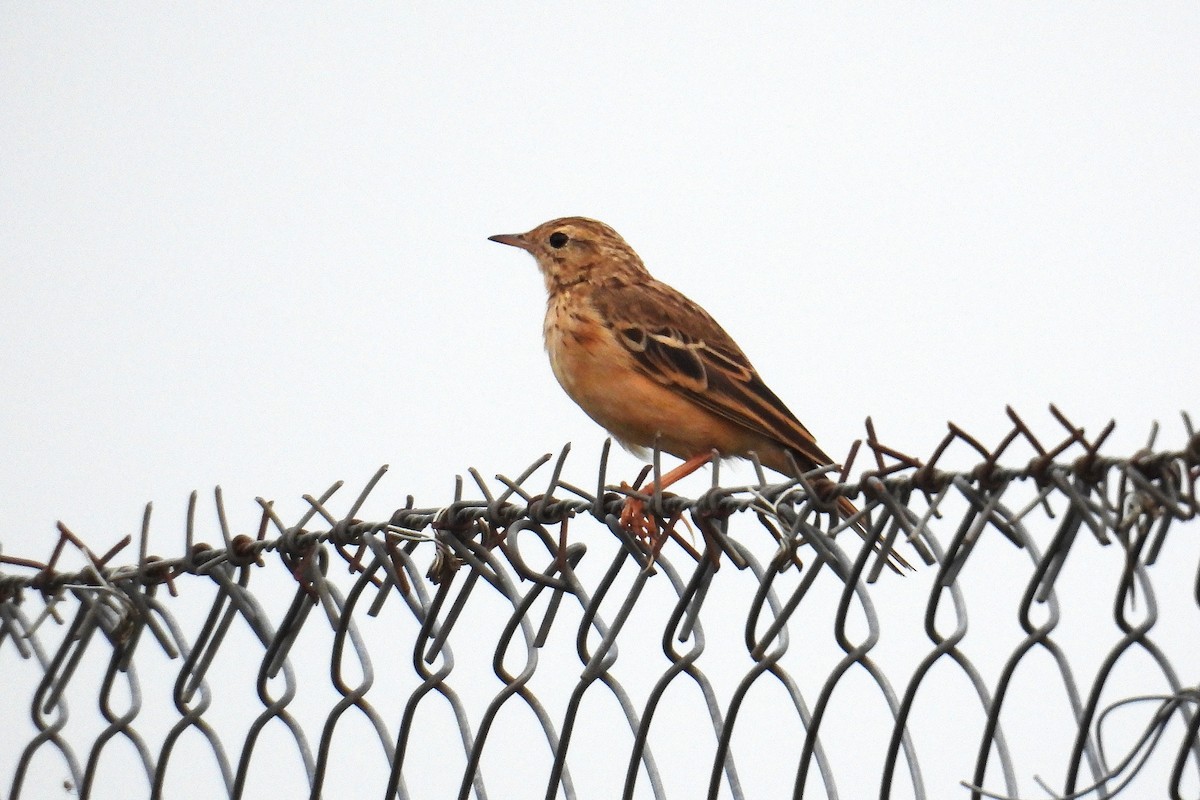 Щеврик забайкальський - ML646286309