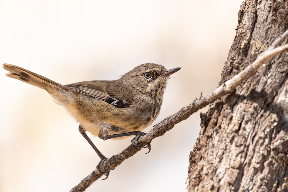 Кущовик плямистоволий - ML646286310