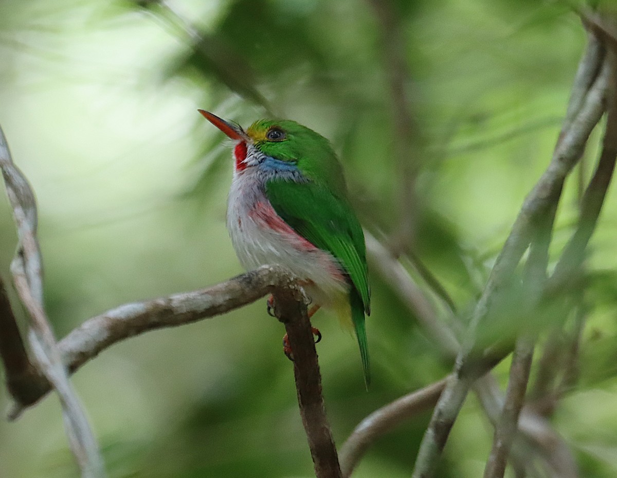 Тоді кубинський - ML646286312