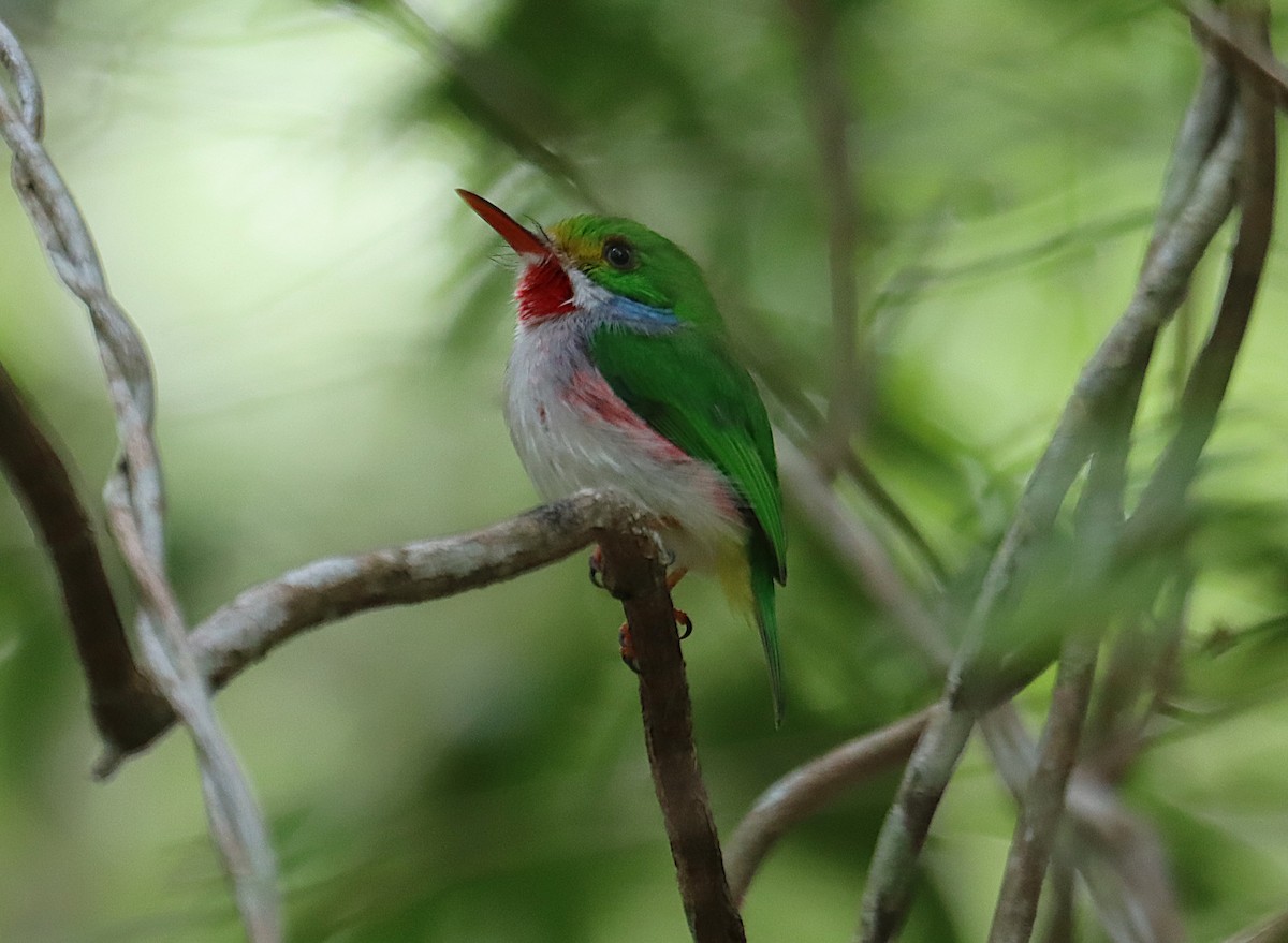 Тоді кубинський - ML646286316