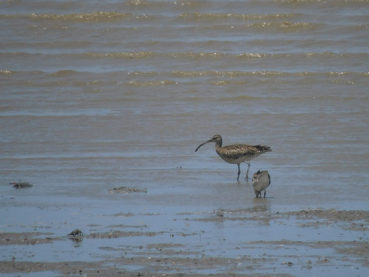 Кульон середній - ML646286317