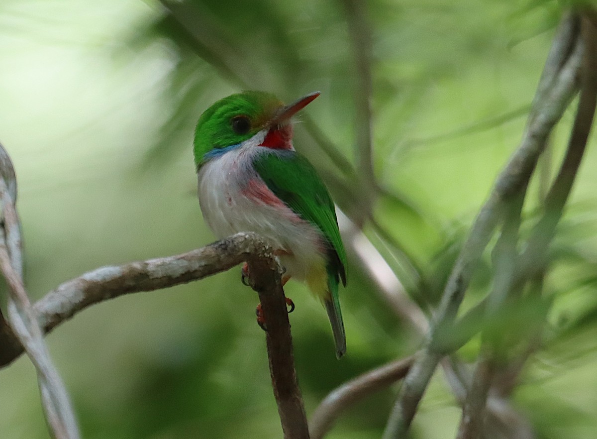 Тоді кубинський - ML646286318