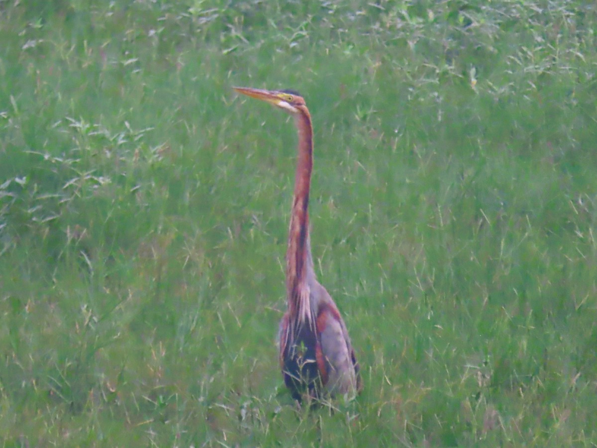 Чапля руда - ML646286325