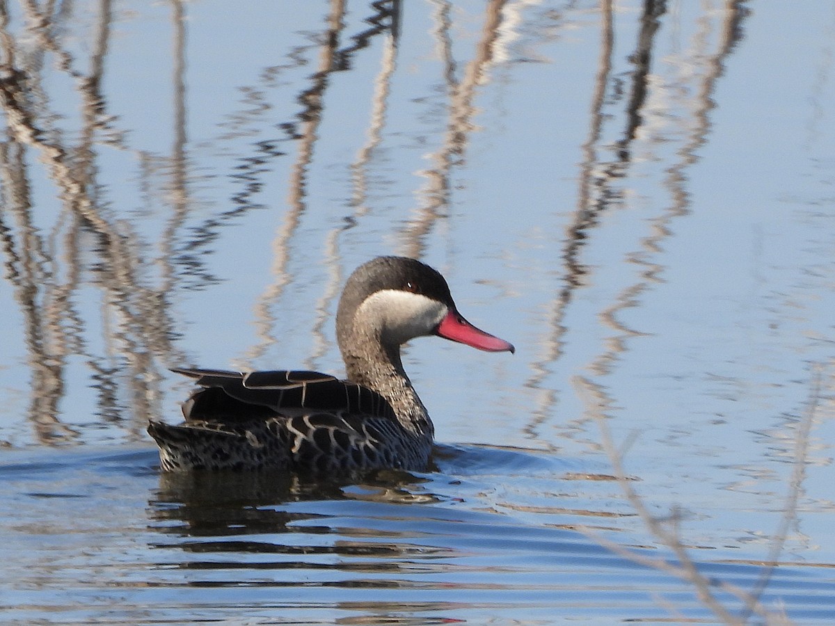 Шилохвіст червонодзьобий - ML646286326