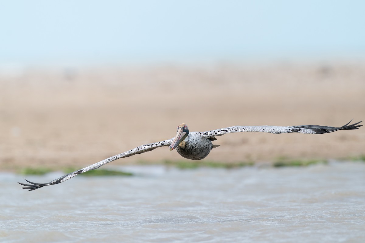 Пелікан бурий (підвид occidentalis/murphyi) - ML646286327