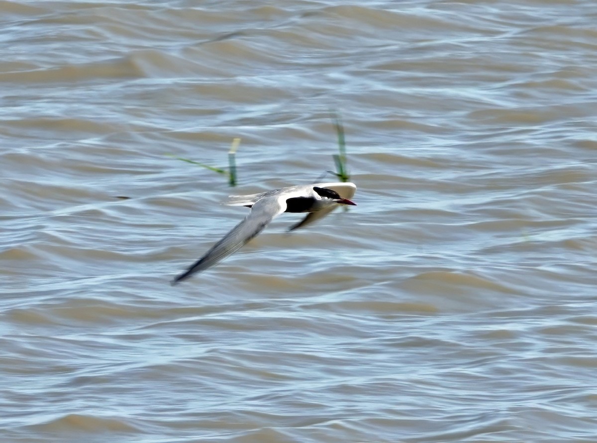 Крячок білощокий - ML646286329