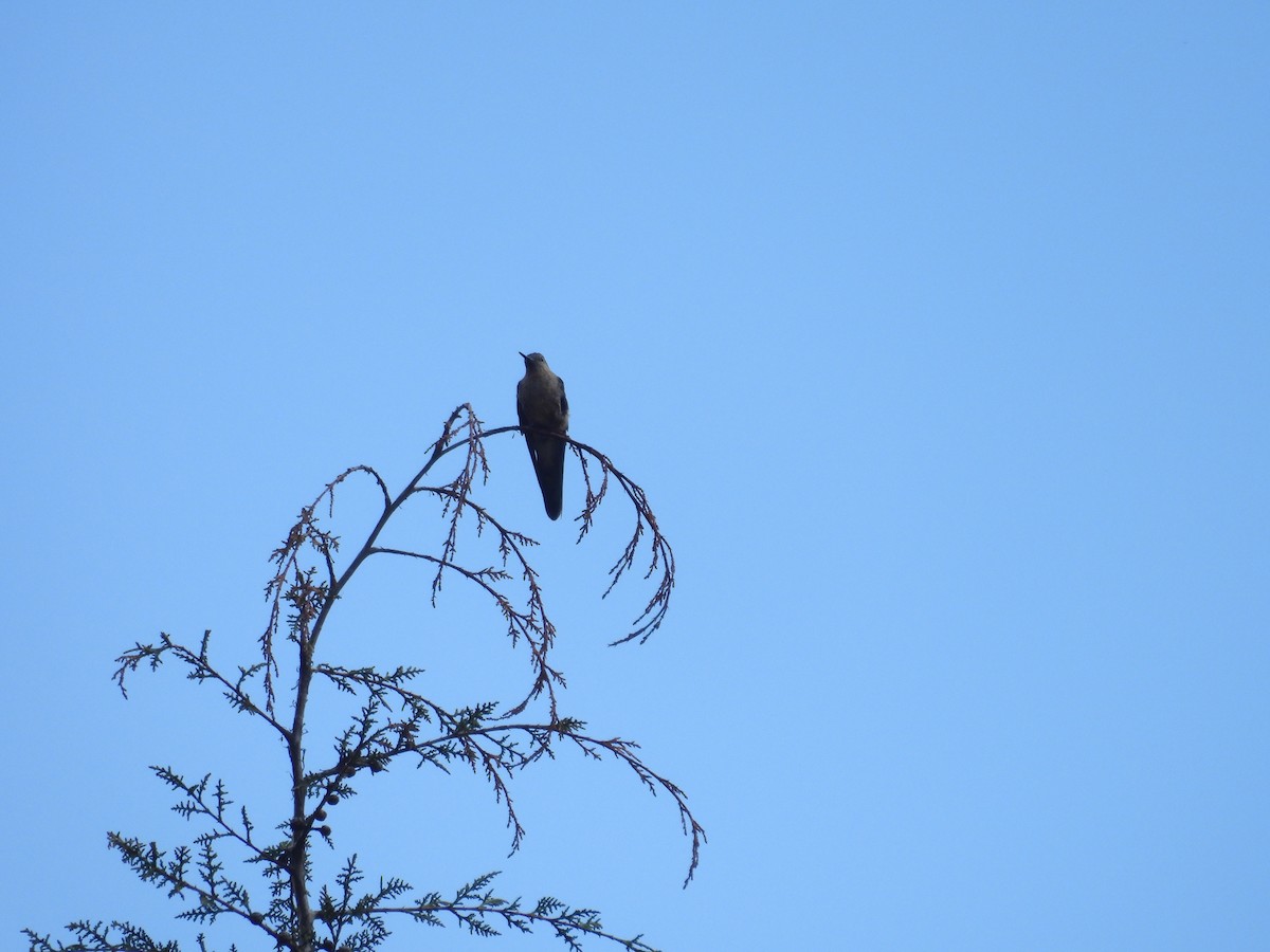 Giant Hummingbird - ML646286331