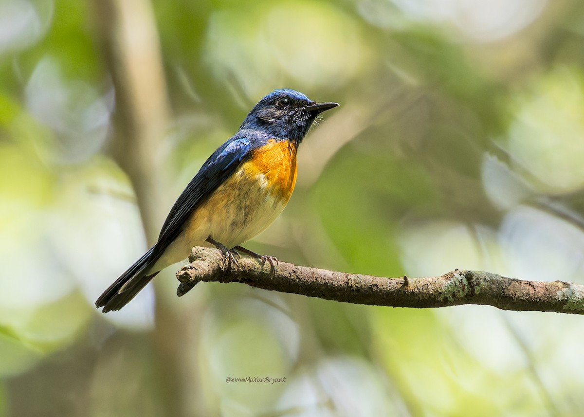 Нільтава синьоголова - ML646286333