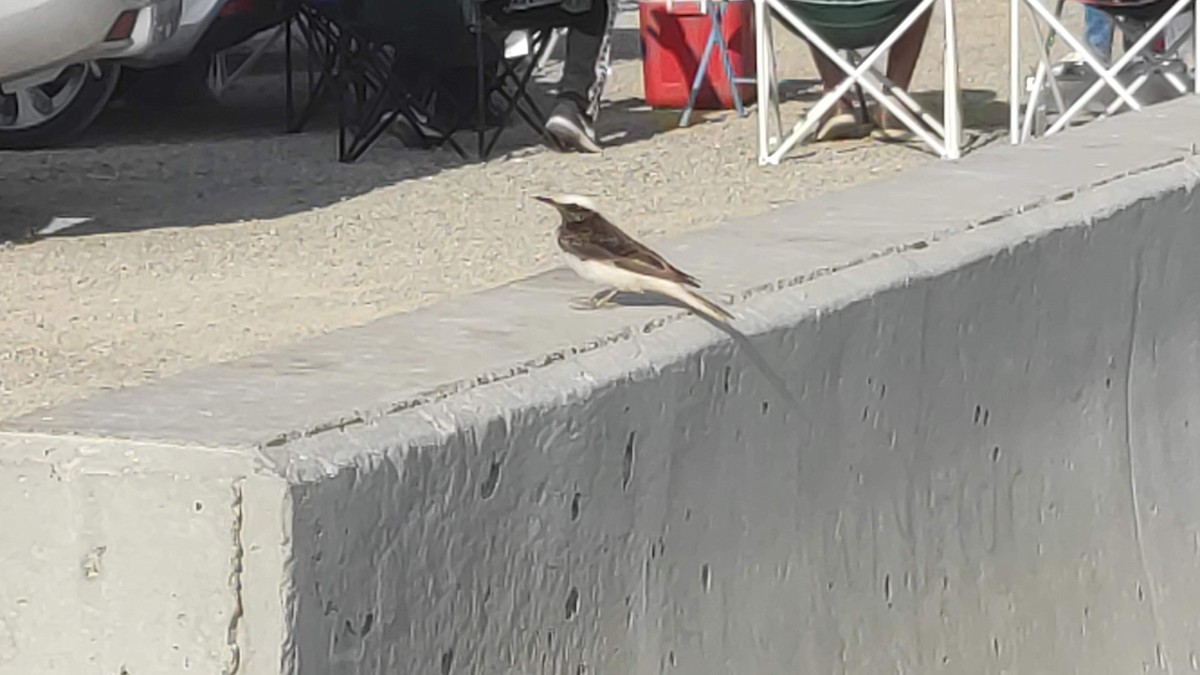 Keşiş Kuyrukkakanı - ML646286338