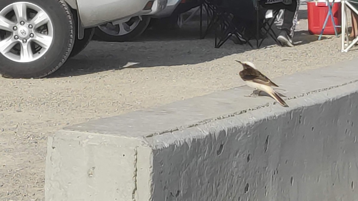 Keşiş Kuyrukkakanı - ML646286339