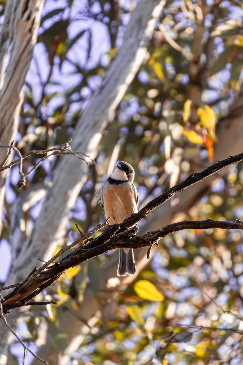 Rufous Whistler - ML646286340