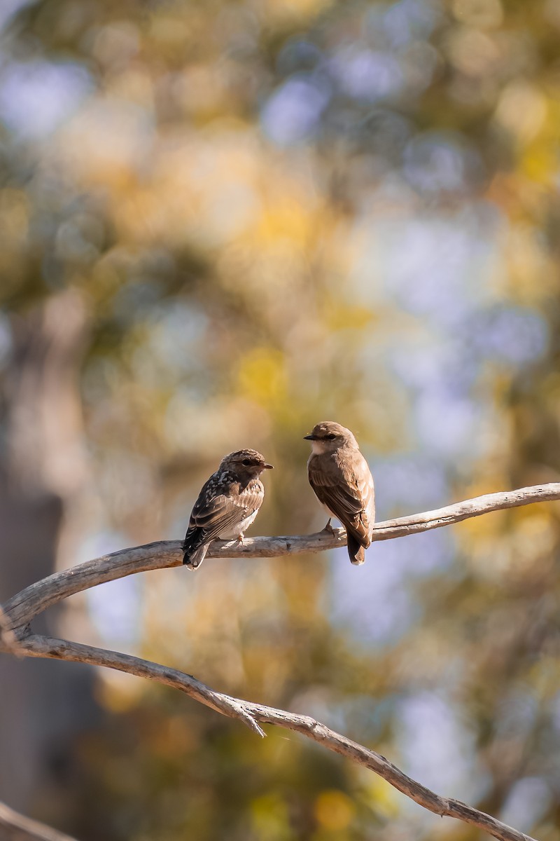 オジロオリーブヒタキ - ML646286343