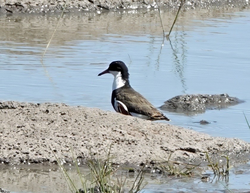 Red-kneed Dotterel - ML646286348