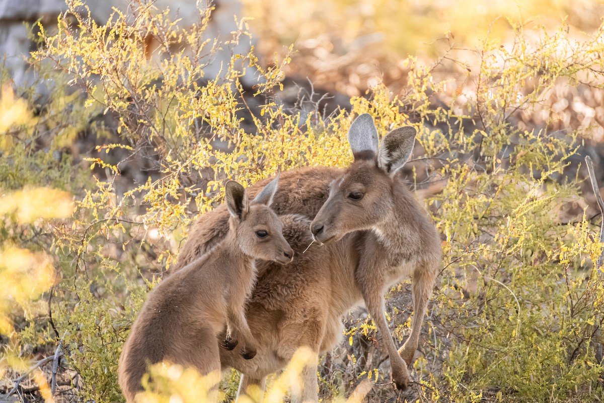 西部灰袋鼠 - ML646286359