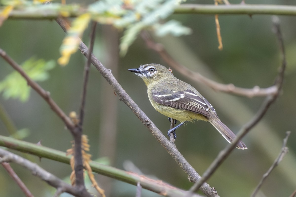 Amazonian Tyrannulet - ML646286364