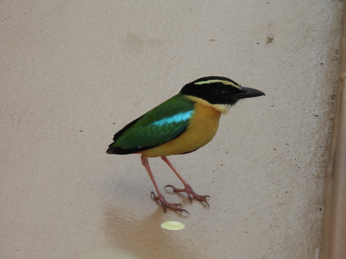 Elegant Pitta - ML646286368