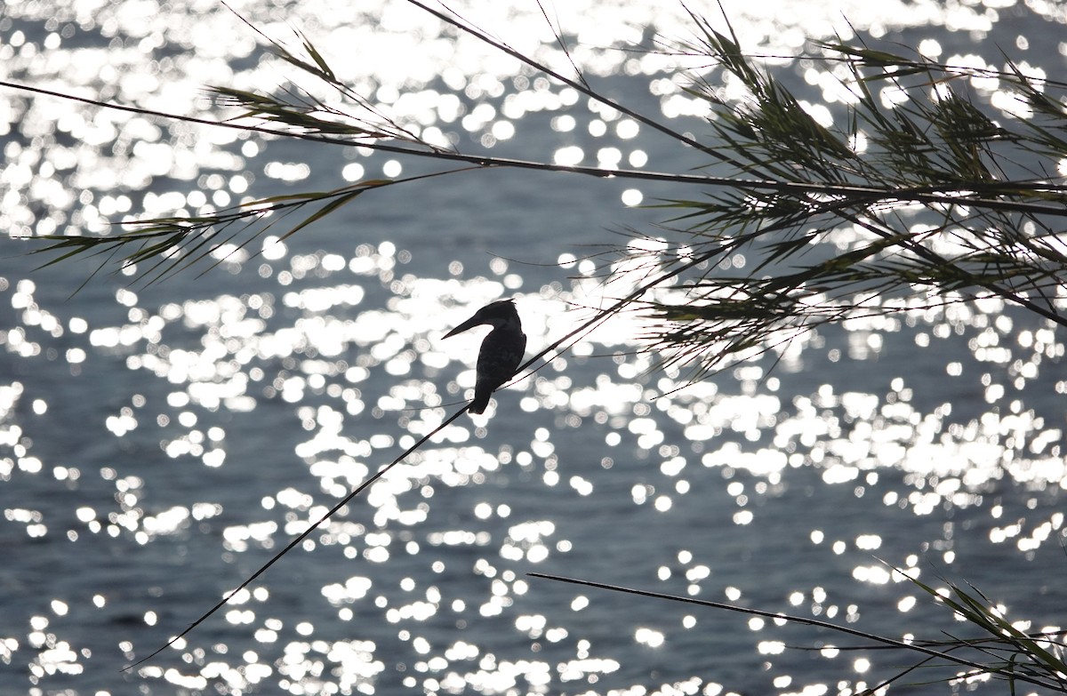 Pied Kingfisher - ML646286374