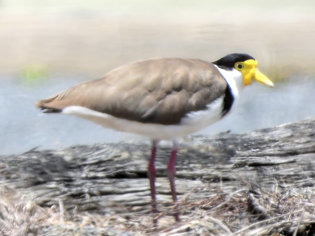 Masked Lapwing (Black-shouldered) - ML646286376
