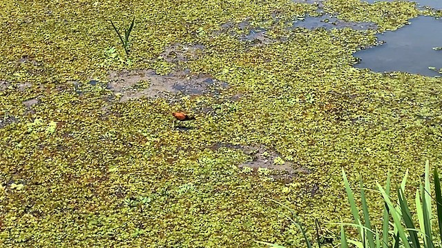 Wattled Jacana (Chestnut-backed) - ML646286392