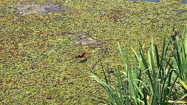 Wattled Jacana (Chestnut-backed) - ML646286393