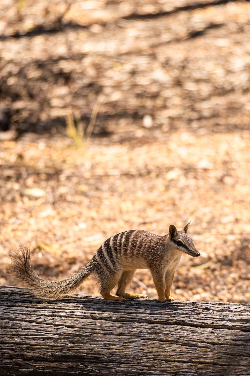 Numbat - ML646286399