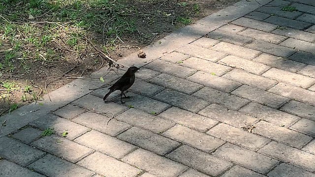 Shiny Cowbird - ML646286401