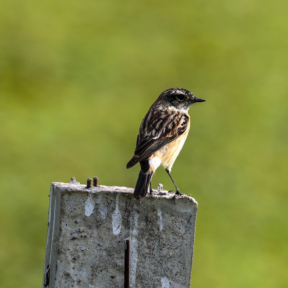 Siberian Stonechat - ML646286406